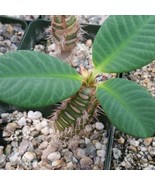 Euphorbia Neohumbertii Cactus Cacti Succulent Live Plant in 4&quot; Pot - $1,132.05 MXN