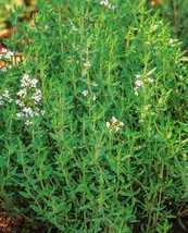 Grow In US 1000 Common Thyme Seeds True Winter Thyme Perennial Kitchen Garden He - £7.20 GBP