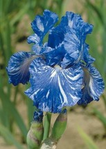 25 Bearded Iris Flower Blue White Seeds Garden Plants - £11.17 GBP