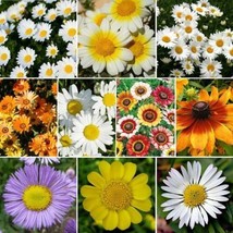 THJAR Daisy Crazy Flower Mix 10 Varieties Painted Shasta &amp; More! Non-Gmo 1000 Se - £3.12 GBP