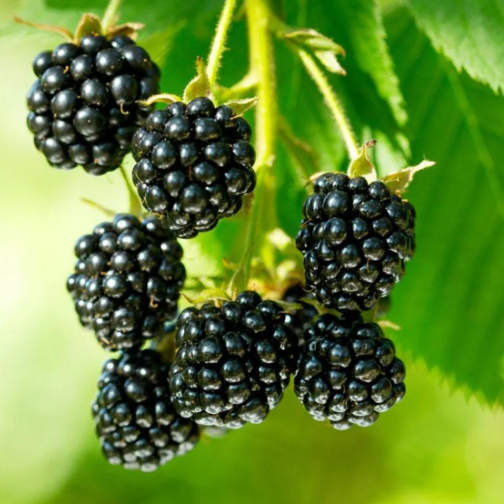BELLFARM Jumbo Thornless Blackberry Seeds, Juicy Sweet Organic Healthy Fruits - £3.87 GBP