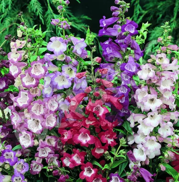 From US Penstemon SENSATION MIX Perennial Beardtongue Red for Hummingbirds 500+ - £2.99 GBP