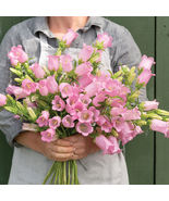 Campanula Pink Pelleted Seeds, Campanula Pink Pelleted Flower Seeds  - $14.99