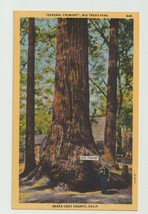 Postcard CA California Santa Cruz Big Trees Park General Fremont Tree Linen - £2.33 GBP
