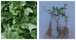 6-12&quot; Tall - 5 Baltic Sub-Zero English Ivy Bareroot Plants, Hedera helix Baltica - £58.84 GBP
