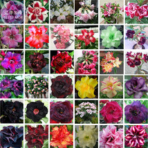  Adenium Mixed 36 Colors Colorful Flowers 100 Seeds - $34.00