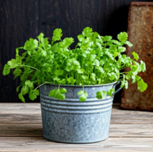 HT 700 Cilantro Seeds  Heirloom Nongmo Planting Seeds - $9.50