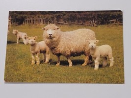 Mother Sheep Full Coat Baby Lambs in Pasture Green Grass Great Britain Postcard  - £5.33 GBP