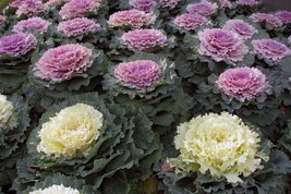 100 Ornamental Kale Seeds Non-Gmo Heirloom From US - £8.68 GBP