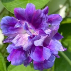 20 Spanish Blue Eyes Morning Glory Seeds Annual Flowers Climbing Vine 344 - $16.36