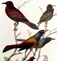 Grackles Starlings 1936 Bird Lithograph Color Plate Art Print Nature DWU12D - $24.99