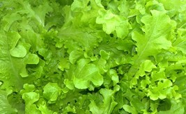 Salad Bowl Lettuce Seeds 600 Vegetable Fresh Garden - $3.98