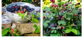 Prime Ark Freedom 8 Live Thornless Blackberry Plants. Cold Hardy - £68.73 GBP
