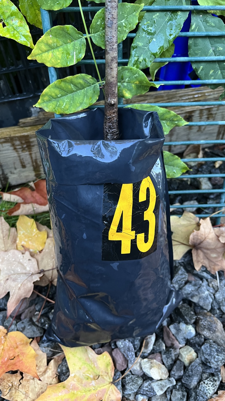 Exact plant #43, Red Oak Quercus Rubra 4-5 year old - $78.00