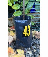 Exact plant #43, Red Oak Quercus Rubra 4-5 year old - $106.68 CAD