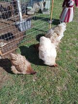 6+ Mauve/Chocolate Splash English Orpington Hatching Eggs Npip Certified - $49.50