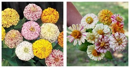 400 Seeds Zinnia PEPPERMINT STICK Mix Pollinators Butterflies Hummingbird  - £15.22 GBP