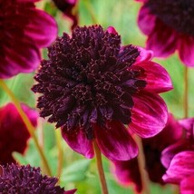 25 Rock Star Dahlia Seeds Flower Perennial Flowers Seed Flowering Fresh ... - $8.98