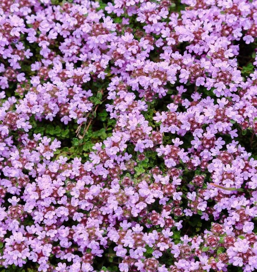 Purple Creeping Thyme Groundcover Perennial Wild Fragrant 5 grams - £11.59 GBP