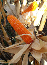 35 Giant Orange Corn seeds-1299 - $2.98