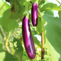 Long Purple Eggplant Italian Aubergine Brinjal Squash Gardening USA SHIPPING - $11.90