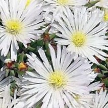 New Fresh Seeds 50 Delosperma White Ice Plant Flower Seeds Perennial - $27.28