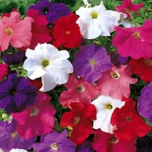 Flower Seeds 50 Pelleted Seeds Logro Mix Petunia Seeds Gardening USA Shipping - $13.25