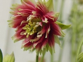 30 Bi Color Double Nora Barlow Columbine Aquilegia Flower Seeds Perennial - £13.49 GBP