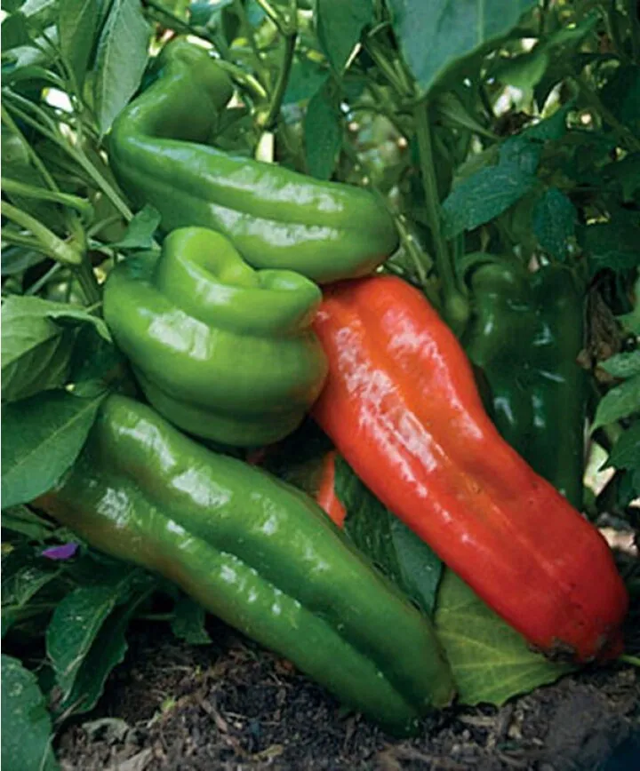 25 Pepper Seeds Giant Marconi Hybrid Sweet Pepper F1 Easy to Grow - £13.36 GBP