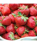 12 Flavorfest Strawberry Plants - Excellent flavor, (Pack of 12 Bare Root) - $32.99