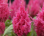 Celosia (Celosia Plumosa) Pink 25 Flower Seeds - $7.98