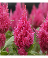 Celosia (Celosia Plumosa) Pink 25 Flower Seeds - $7.98