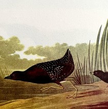 Little Black Rail Bird 1950 Lithograph Print Audubon Nature First Editio... - £23.76 GBP