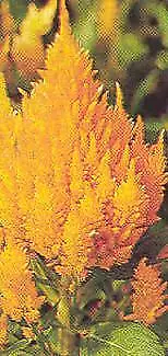 Celosia Castle Orange 500 seeds - £22.21 GBP