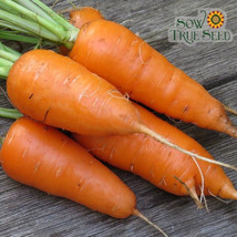 1000 Chantenay Carrot Seeds Non-GMO, Heirloom, Fast Shipping - $8.96