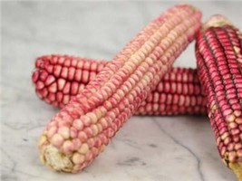 15 Seeds Pink Glass Gem Corn Ornamental &amp; Edible Zea Mays Vegetable  - $9.68