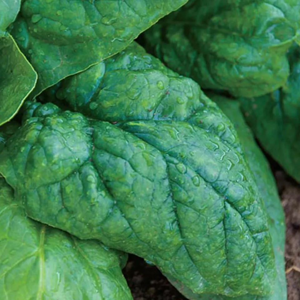 LWS Giant Noble Spinach Garden Planting Herb 75 Seeds Fast Shipping Item image 2