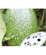 Heirloom Malabar Gourd Seeds, 8 seeds, fig leaf gourd chilacayote asian ... - £7.52 GBP