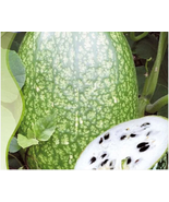 Heirloom Malabar Gourd Seeds, 8 seeds, fig leaf gourd chilacayote asian pumpkin - $9.62