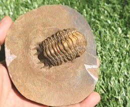 Crotalocephalina Trilobite Fossil Devonian Morocco Specimen Authentic Tr... - $1,576.06 MXN
