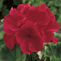 10 Seeds Geranium Maverick Red Garden Fresh - £6.47 GBP