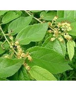 Daun Jati Belanda (Guazuma ulmifolia Leaves) - £14.82 GBP