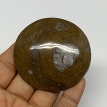 60.1g, 2.4&quot;x2.3&quot;x0.5&quot;, Goniatite (Button) Ammonite Polished Fossils, B30082 - £5.43 GBP