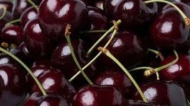 Fresh 10 Kordia Cherry Seeds for Garden - €6,88 EUR
