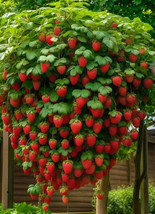 50 Dwarf Bonsai Strawberry Seeds  - $8.88