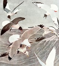 Gull And Seagull Varieties #2 1936 Bird Art Lithograph Color Plate Print DWU12B - £19.74 GBP