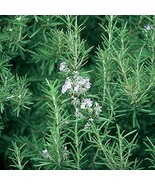 Organic Rosemary Herb Plant- 12-unrooted 6&quot; Cuttings / Grown in USA - £15.93 GBP