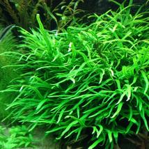 Aquarium Plants Trident Java Fern Loose Microsorum Pteropus Live - $23.98