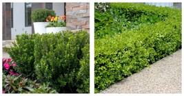 2.5 QT Baby Jade Dwarf Boxwood buxus Live Plant Garden - £68.61 GBP