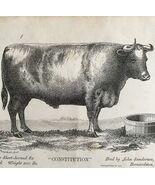 Constitution Short Horned Ox 1863 Victorian Agriculture Animals Art DWZ4A - $49.99